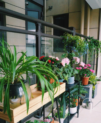 家庭养花用生根粉