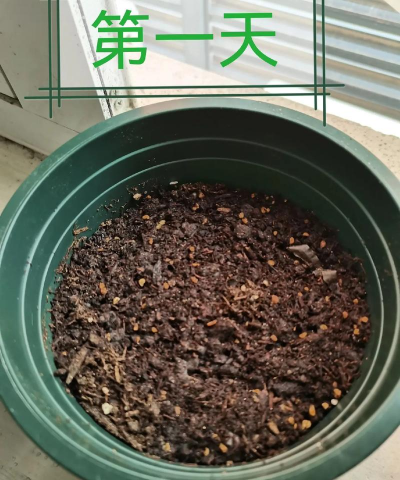 桑树种子养花盆