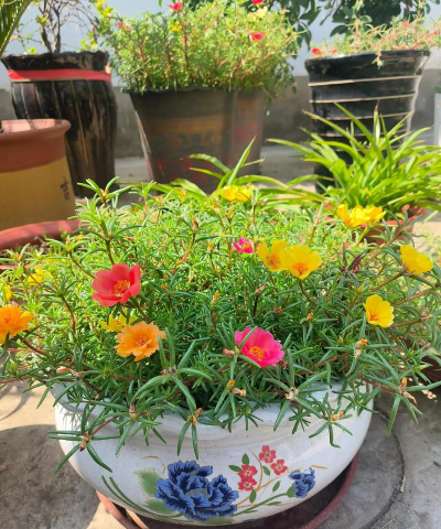 家庭养花用生根粉