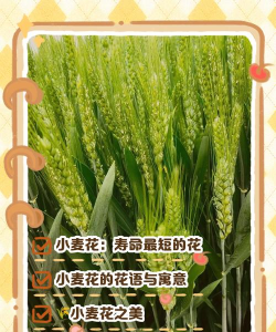 养花的麦种有几种