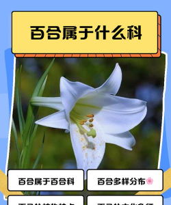 百合属于什么科