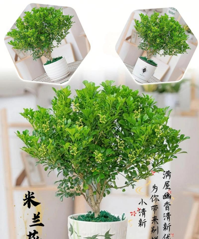 怎么选购盆栽米兰