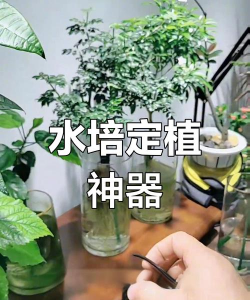家庭养花用生根粉