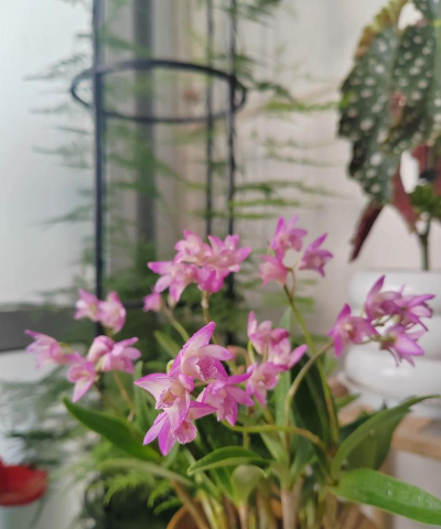 家庭养花用生根粉