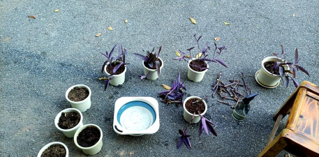 家庭养花用生根粉