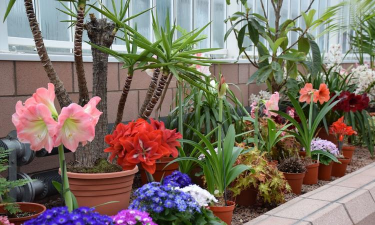 家庭养花用生根粉