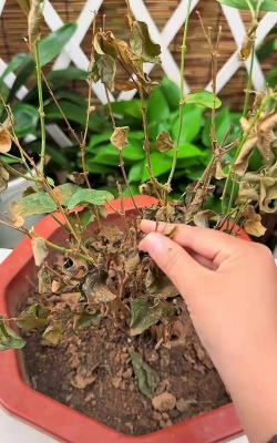 家庭养花用生根粉