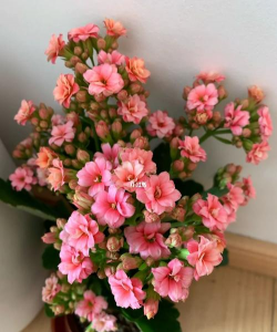 宜养花仙子系列