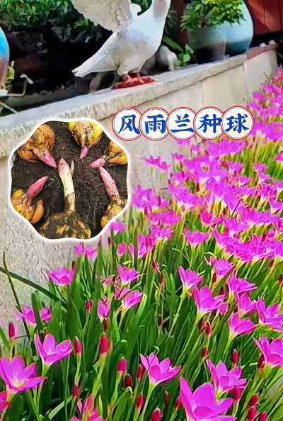 家庭养花用生根粉