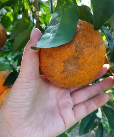 沃柑皮能养花吗