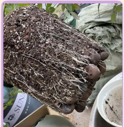 家庭养花用生根粉