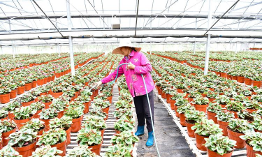 家庭养花用生根粉