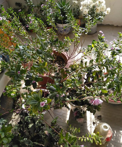 家庭养花用生根粉