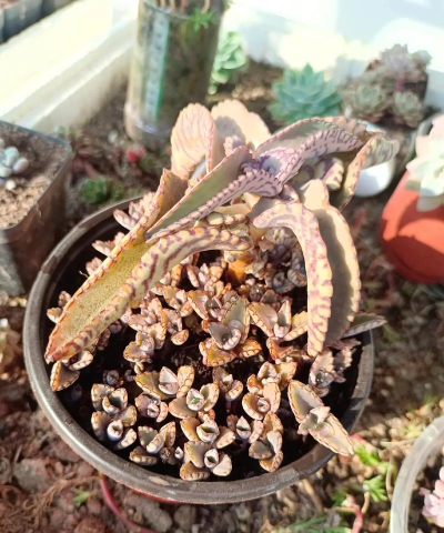 家庭养花用生根粉