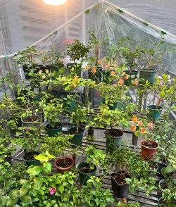 家庭养花用生根粉