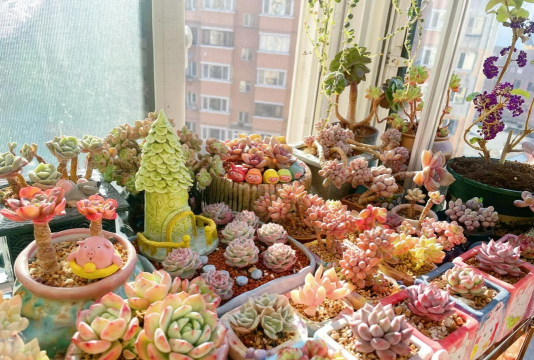 家庭养花用生根粉