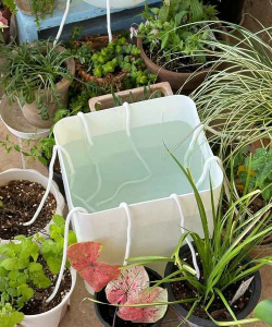 家庭养花用生根粉