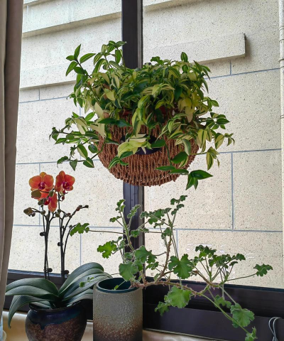 家庭养花用生根粉