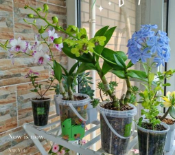 家庭养花用生根粉