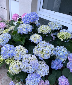 家庭养花用生根粉