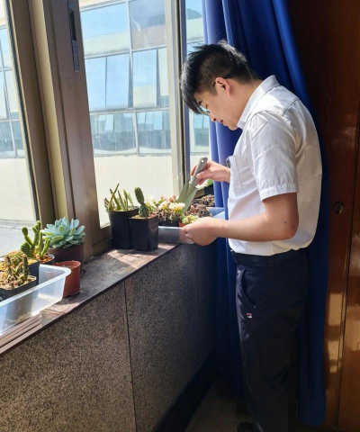 家庭养花用生根粉