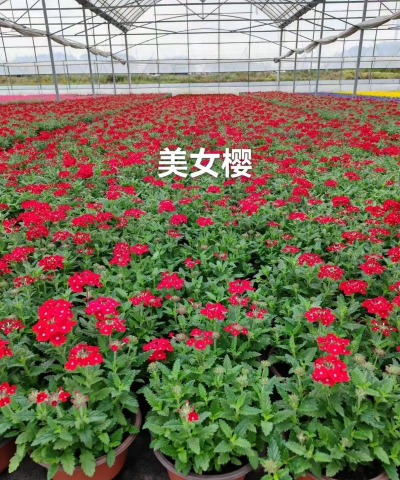 冬季超长草皮怎么养花