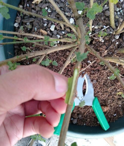 家庭养花用生根粉