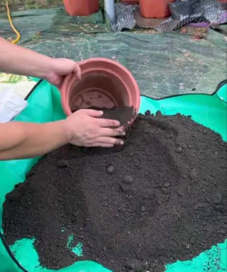 家庭养花用生根粉