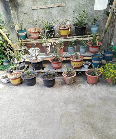 家庭养花用生根粉