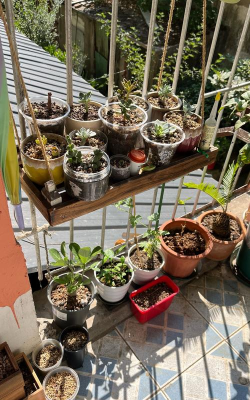 家庭养花用生根粉