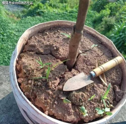 家庭养花用生根粉