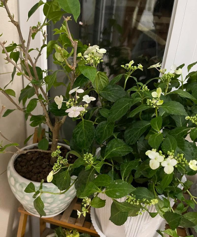 家庭养花用生根粉