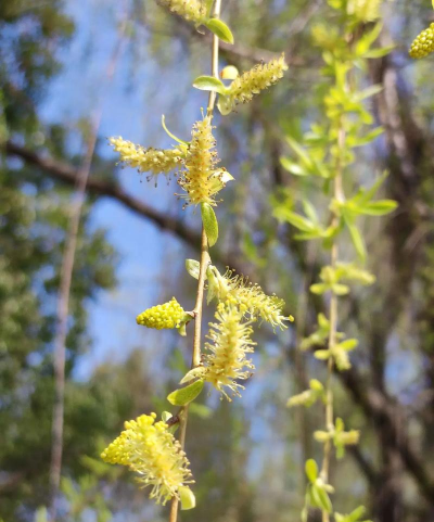 柳树花能养花吗