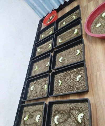 家庭养花用生根粉