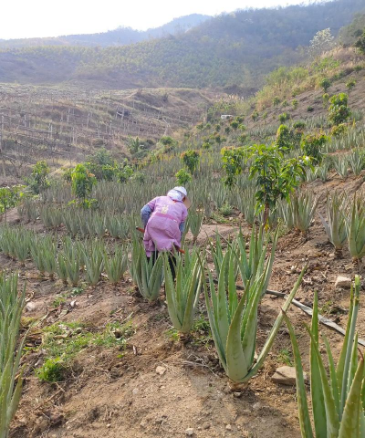 家庭养花用生根粉