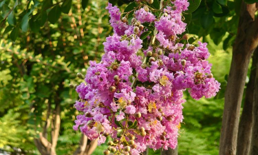 河北适合种什么花树