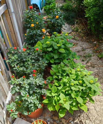 家庭养花用生根粉