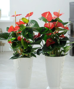 绿化景观设计，提升环境品质，创造宜人空间