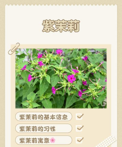 玫瑰花怎么养才不会枯萎，掌握浇水施肥技巧，轻松延长花期