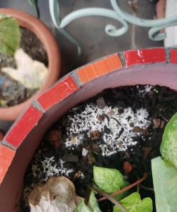 绿化景观设计，提升环境品质，创造宜人空间