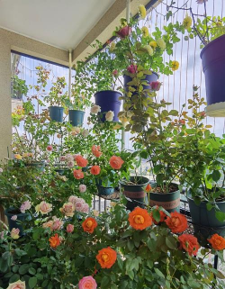 别墅园林绿化设计，打造私密空间，提升居住品质