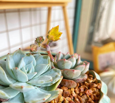 别墅园林绿化设计，打造私密空间，提升居住品质