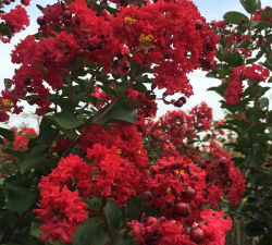 红花紫薇花什么品种