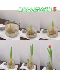 绿化景观设计，提升环境品质，创造宜人空间