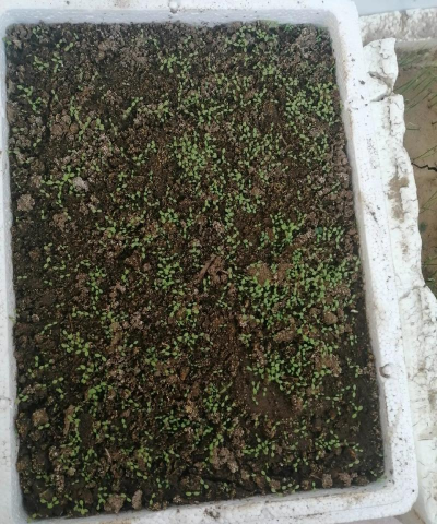 阳台没种荠菜怎么