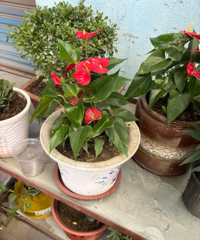 家庭养花用生根粉