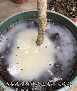 家庭养花用生根粉