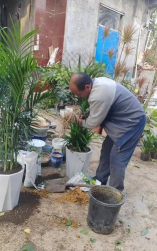 家庭养花用生根粉