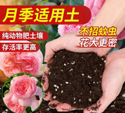 家庭养花用生根粉