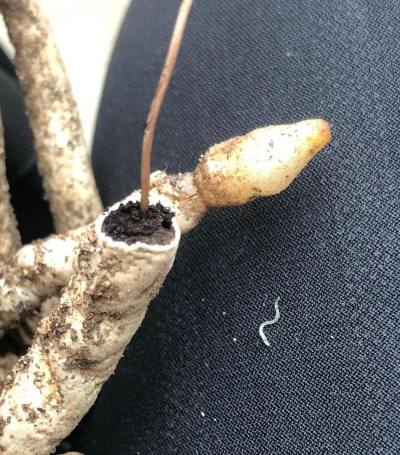 家庭养花用生根粉